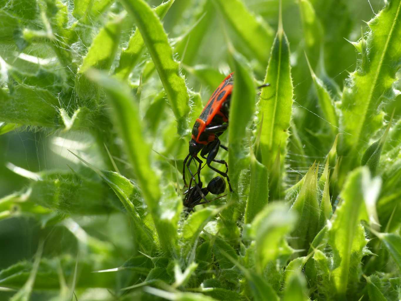 Pyrrhocoris apterus che succhia una formica